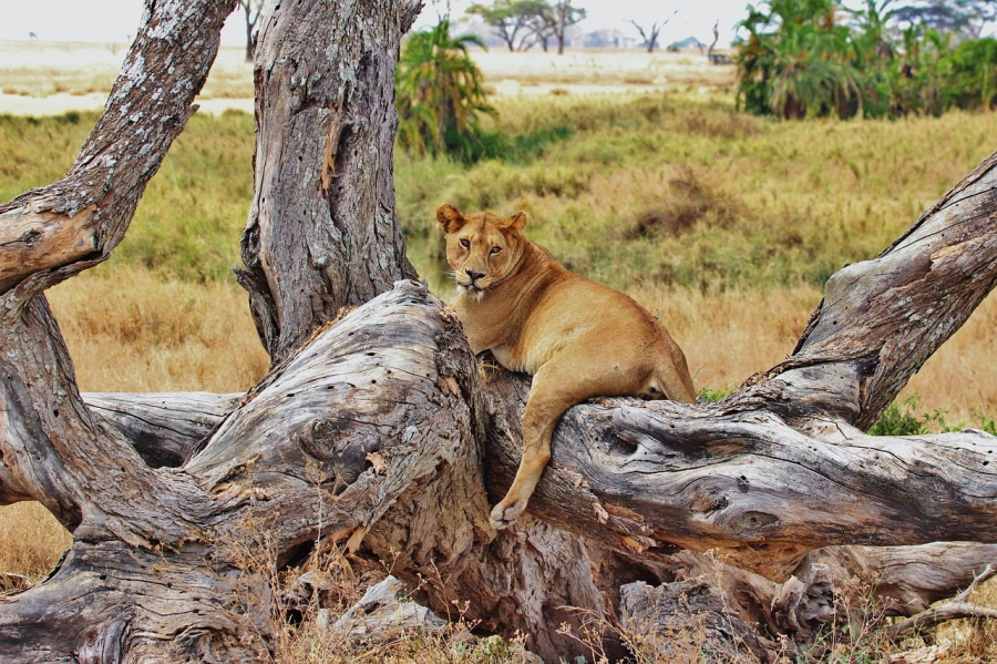 Découvrez le mariage éthique de Joan Schnelzauer lors d'un safari en Afrique : une expérience immersive et inoubliable.